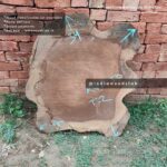 Live edge cookie wood slab in india