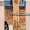 Live edge wood slabs in India. @indiawoodslab +91 9528956167