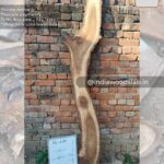 Live edge wood slabs in India. @indiawoodslab +91 9528956167