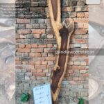 Live edge wood slabs in India. @indiawoodslab +91 9528956167